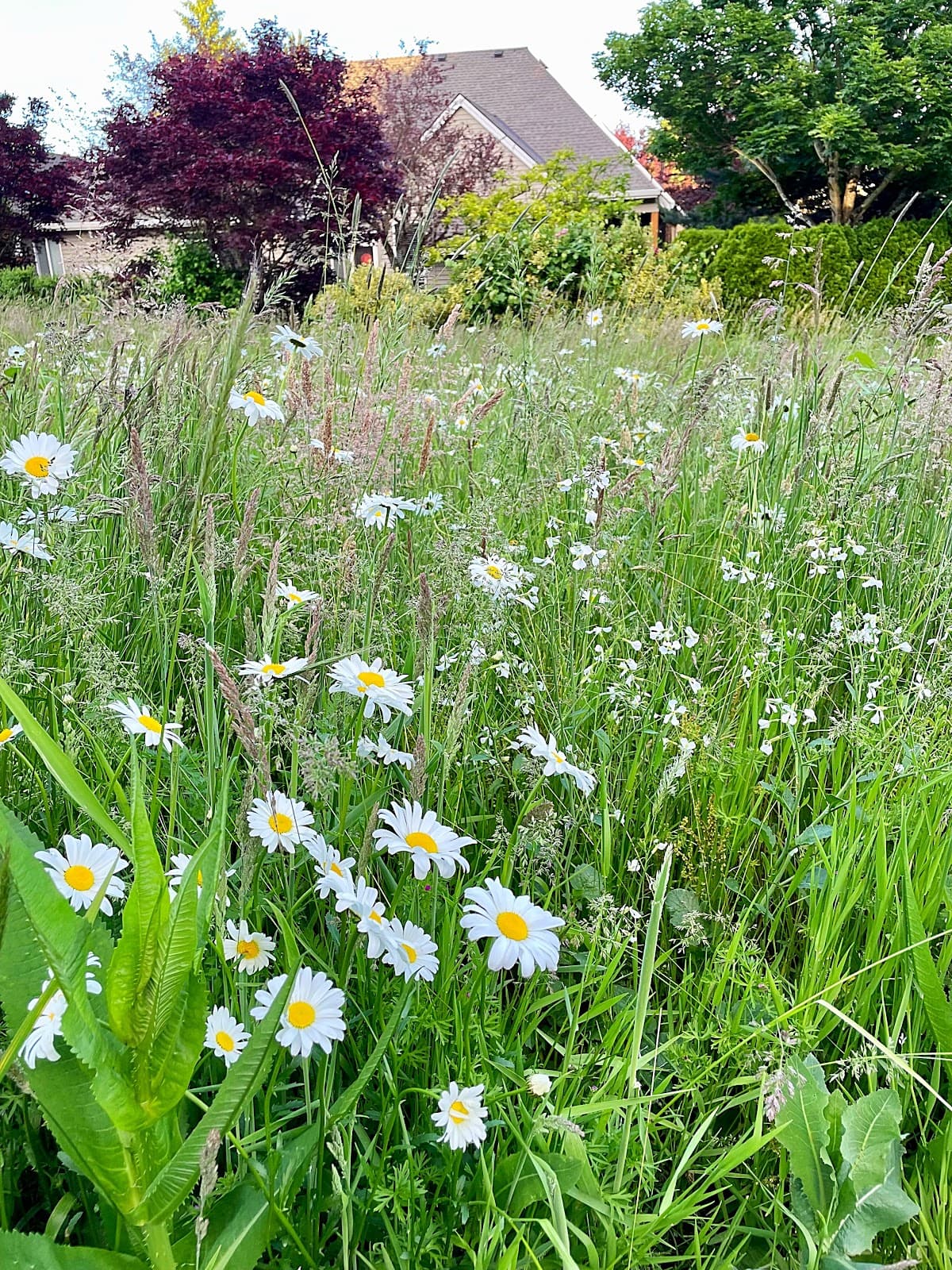 Westside Trail - Image 1