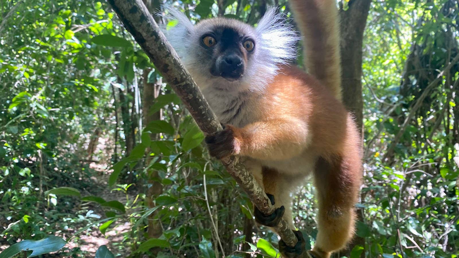 Local Market Experience