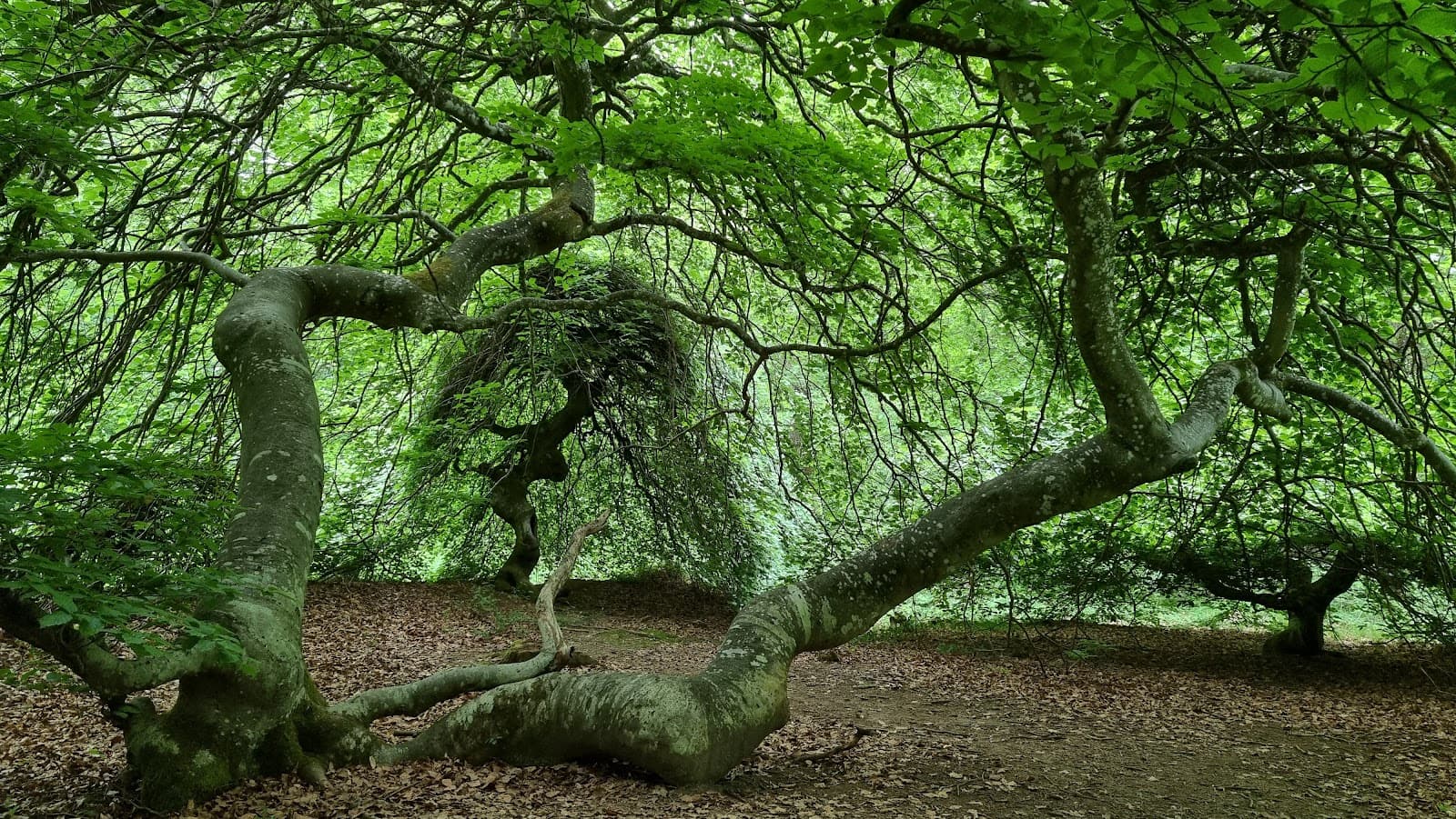 Faux de Verzy (twisted beeches) - Image 1