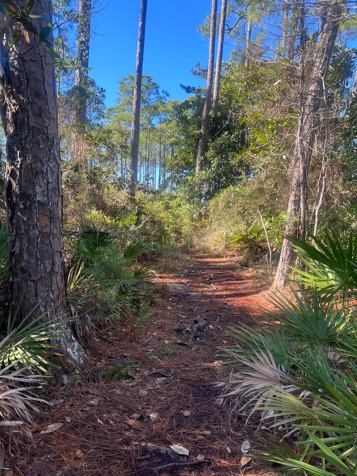 Coastal Dune Lakes - Image 1