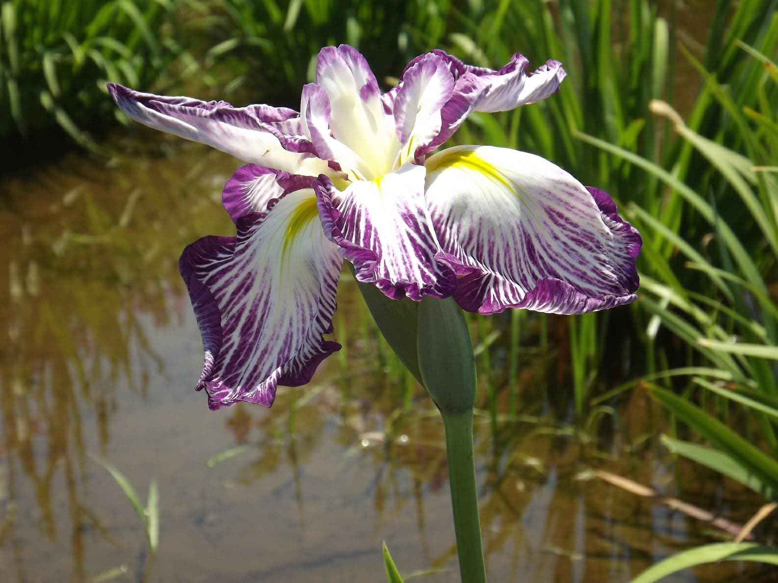 Edogawa River Greenway (Ichikawa) - Image 1