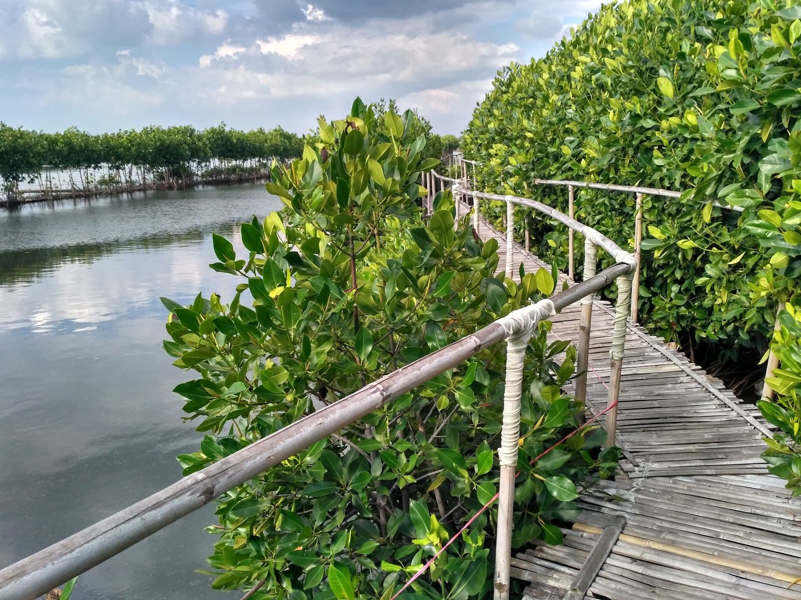 Mangrove Edu Park Marina - Image 1