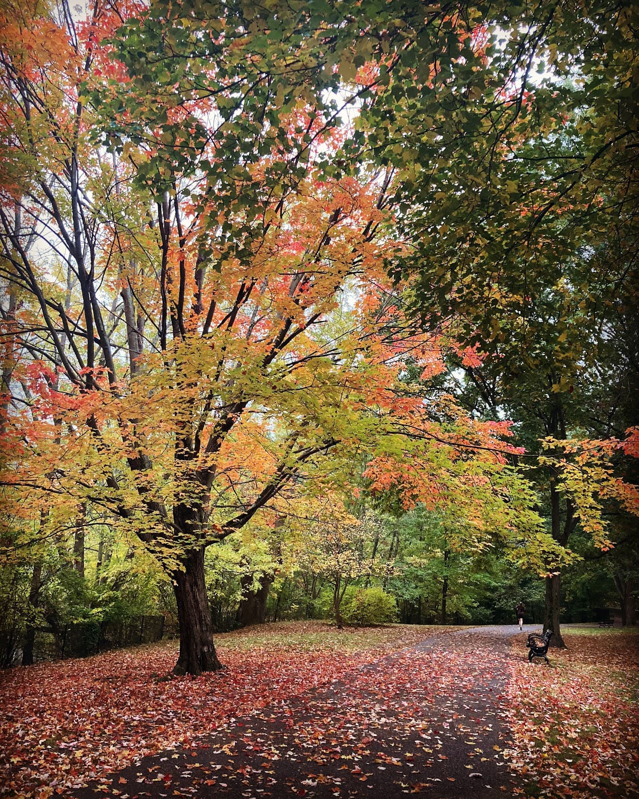 Olmsted Park (Leverett Pond) - Image 1