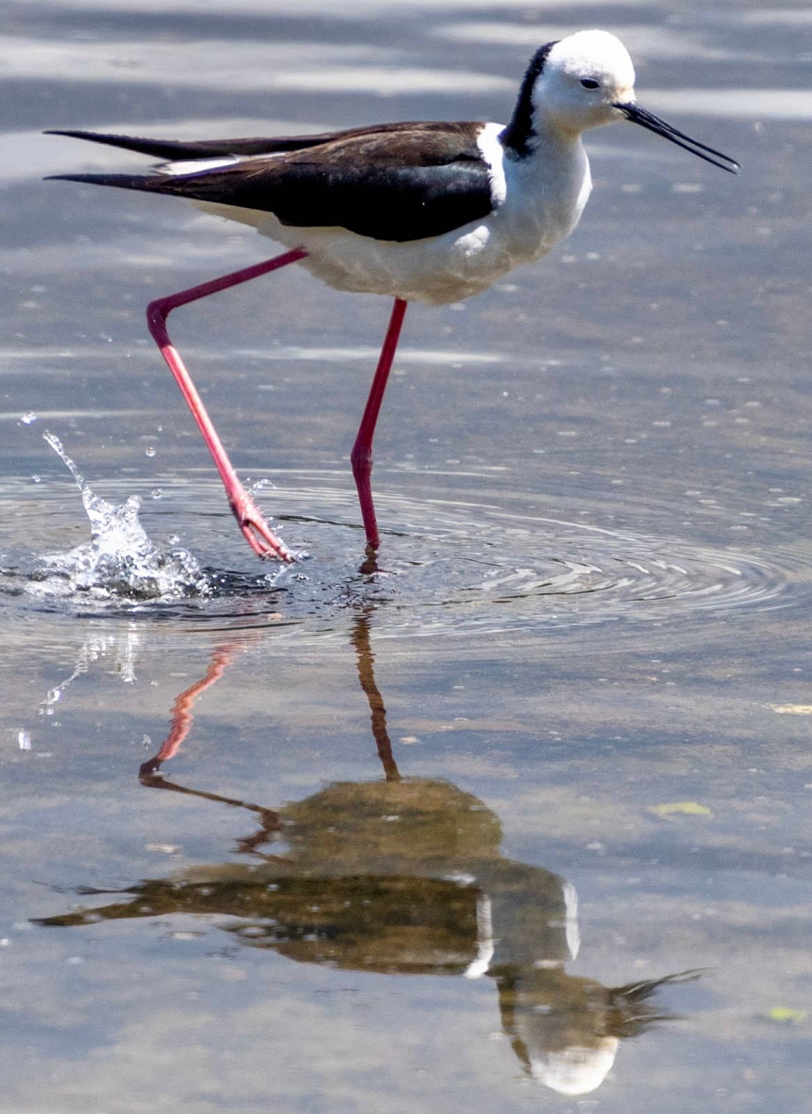 Scenic Walking Paths