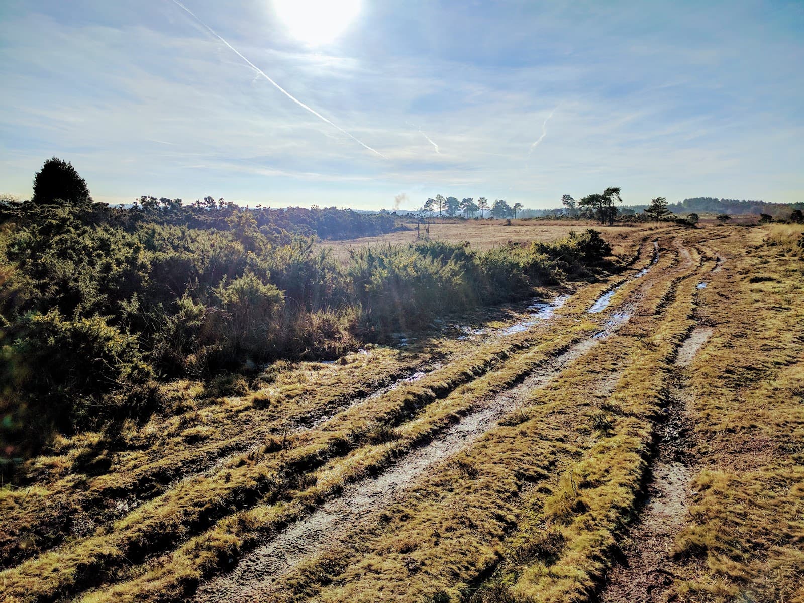 Holt Heath National Nature Reserve Dorset - Image 1