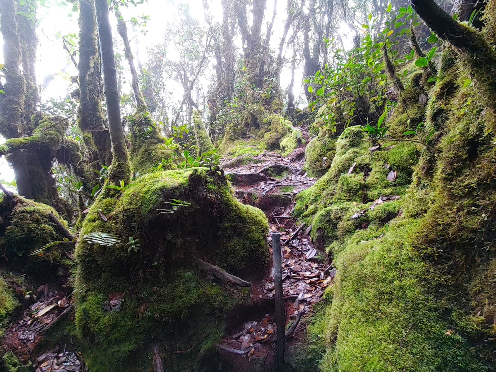 Gunung Brinchang Summit - Image 1