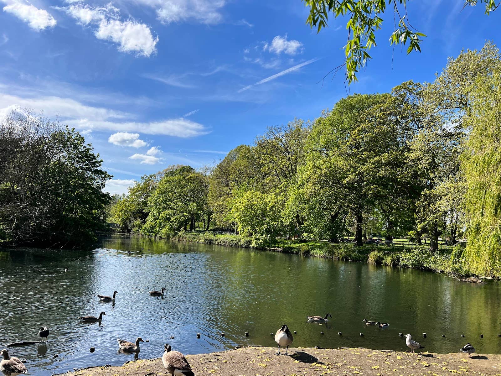 Ornamental Lake and Wildlife