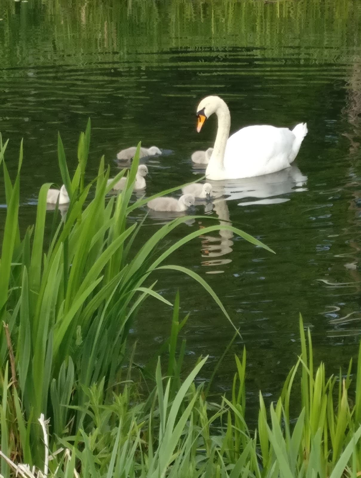 Dedridge Pond & Park - Image 1