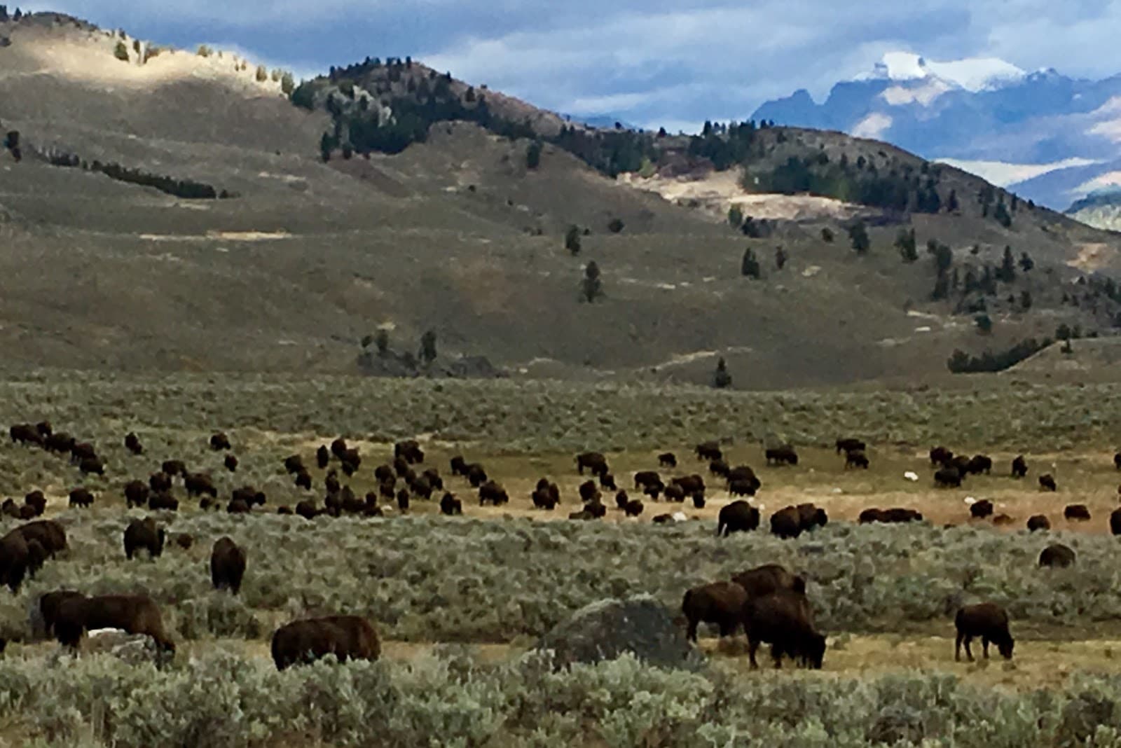 Lamar Valley - Image 1