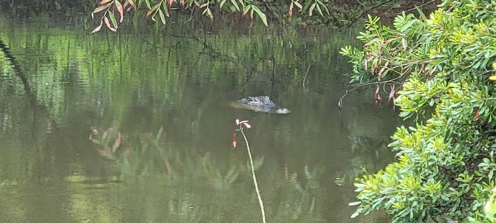 Ocean Park - Image 1