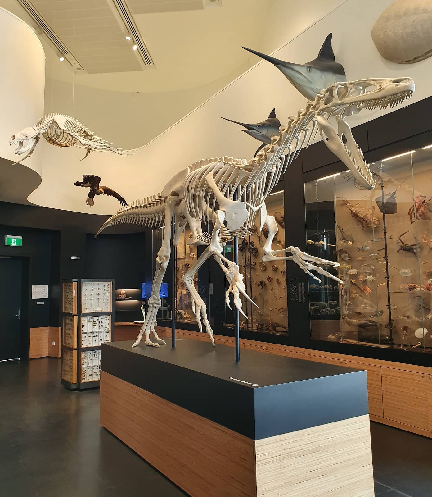 Skeletons and Fossils