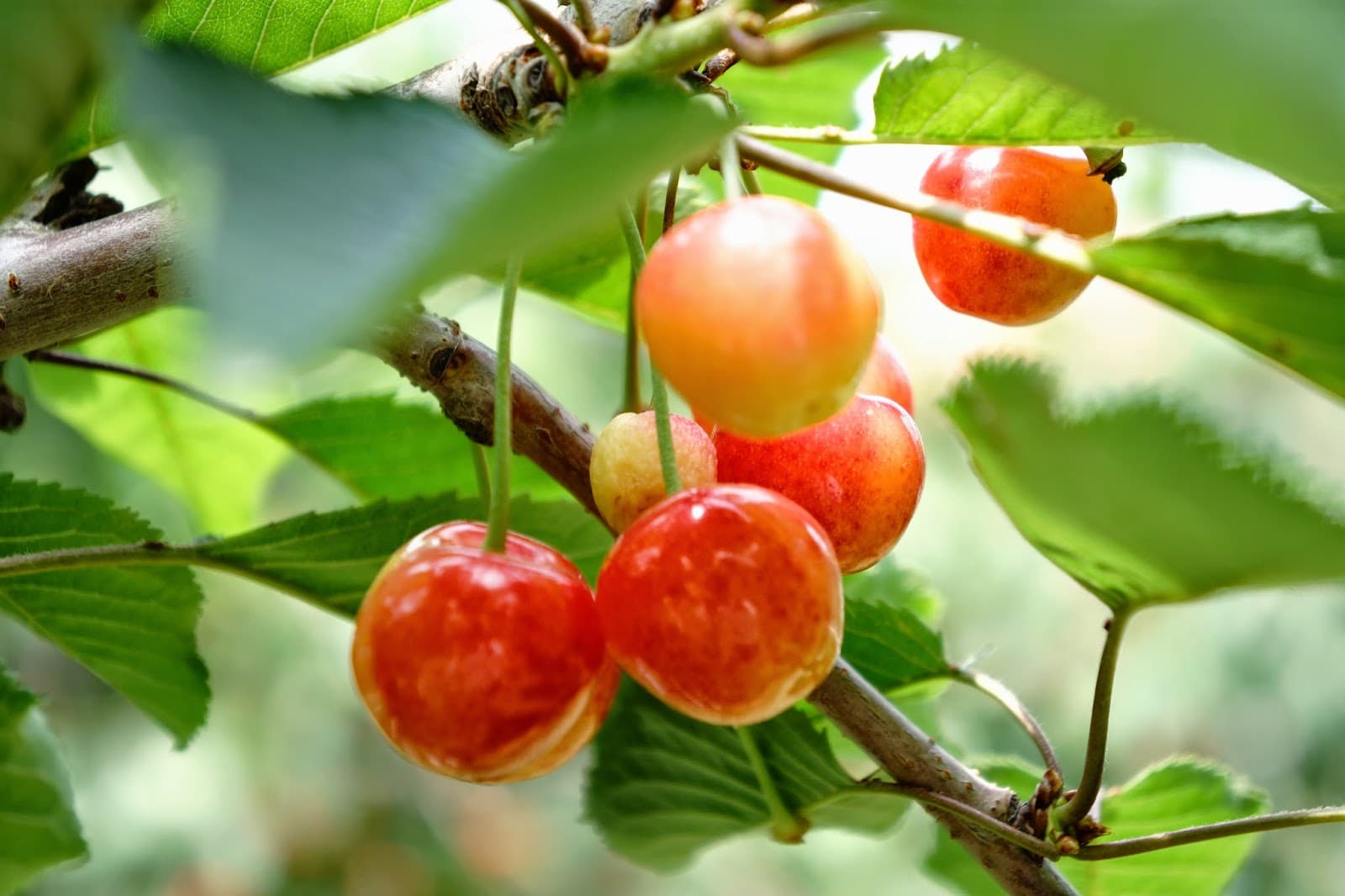 Niki Fruit Road - Image 1