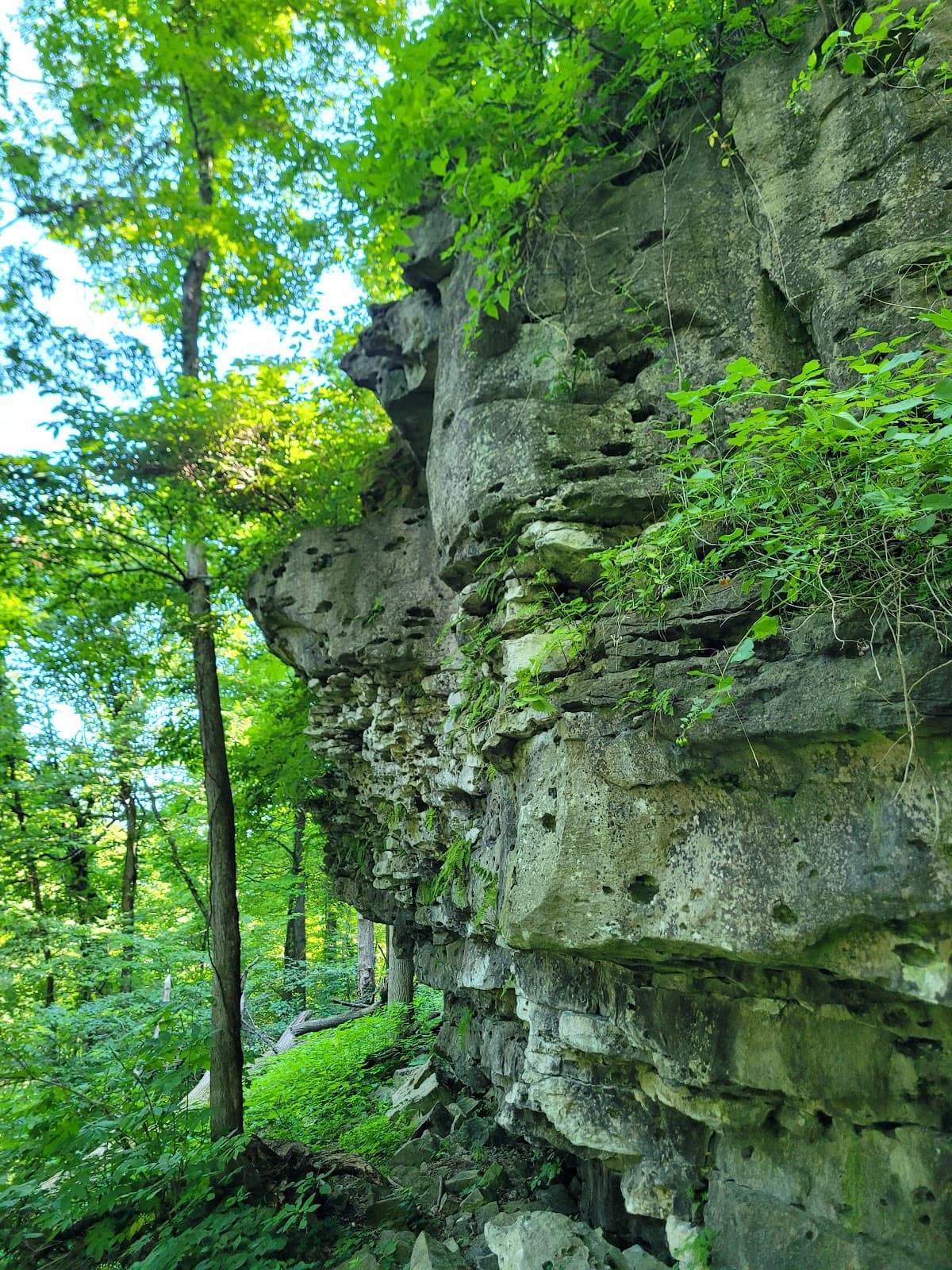 Cave Springs Conservation Area - Image 1