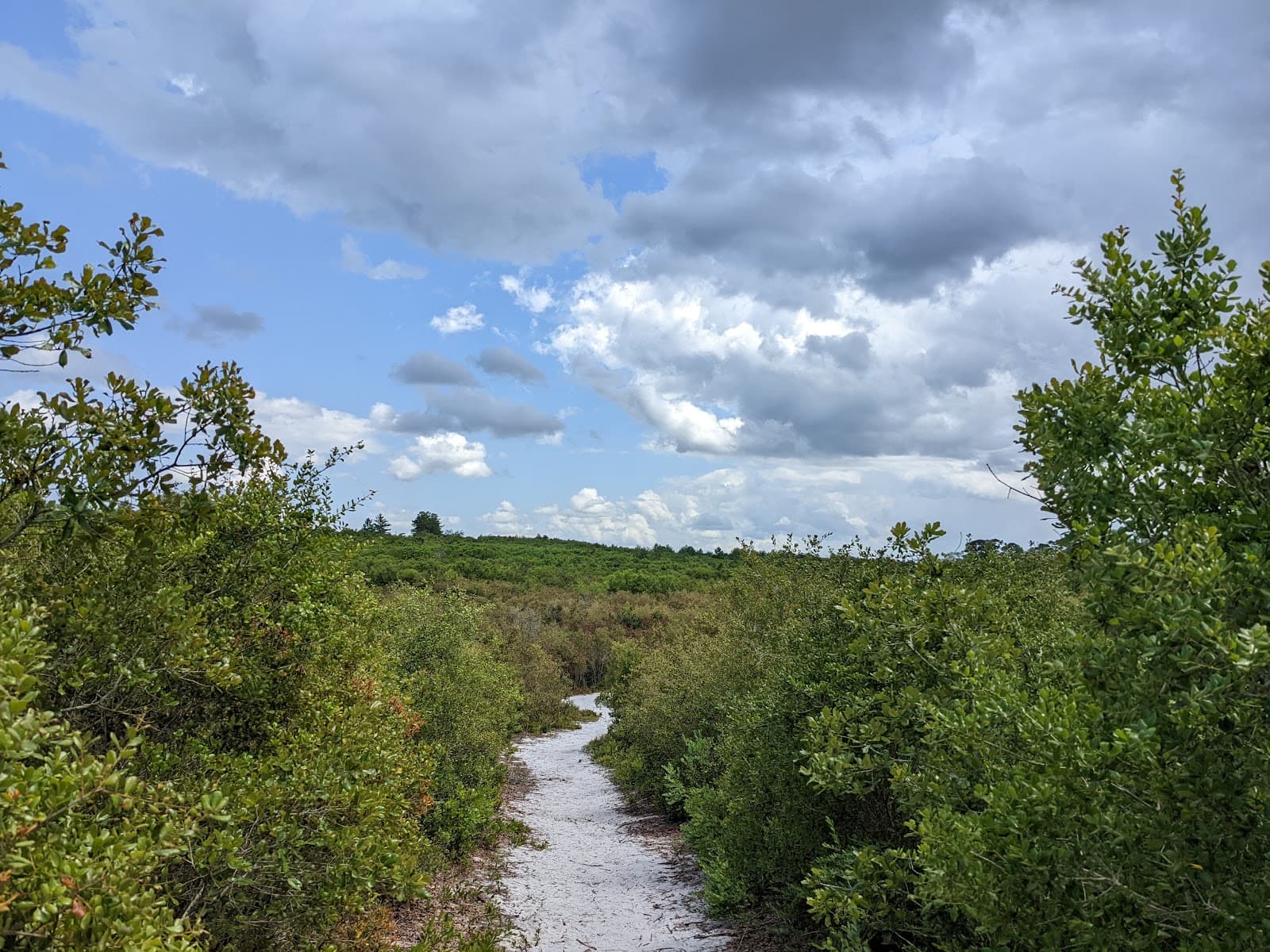 Lyonia Preserve - Image 1