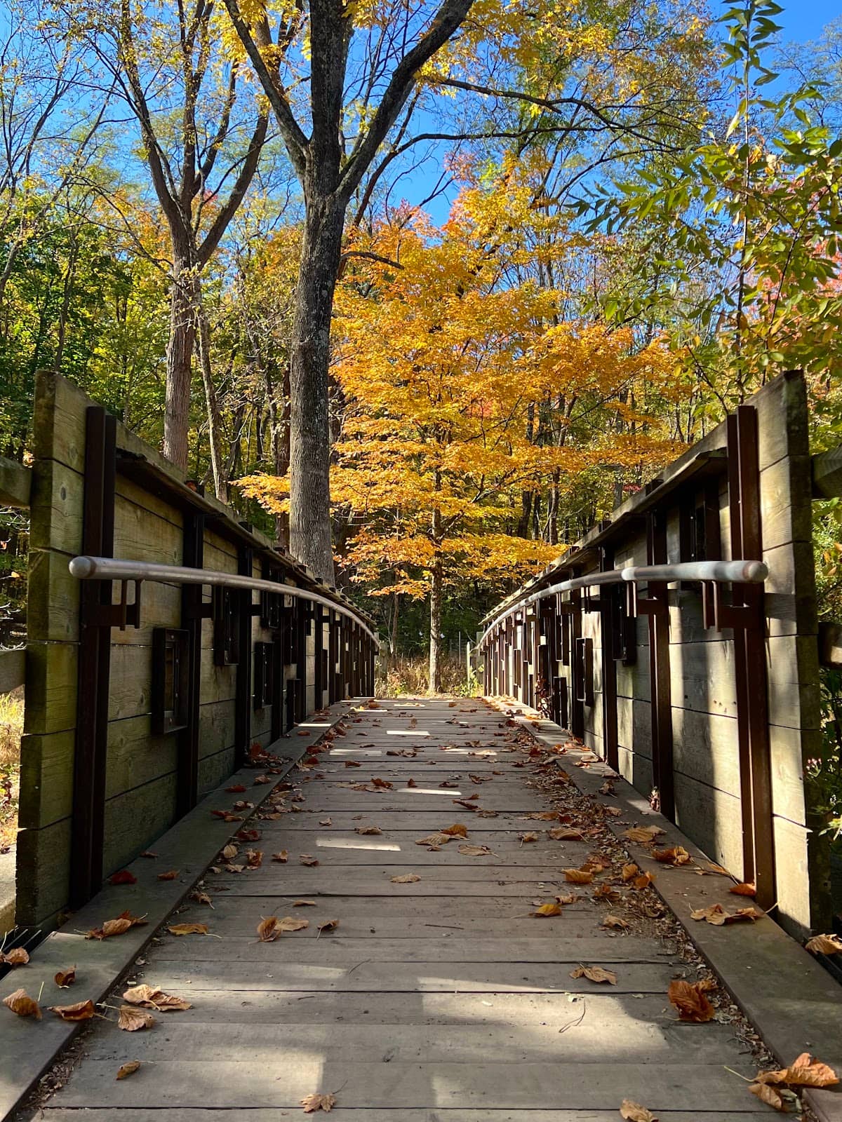 Secluded Forest Trails