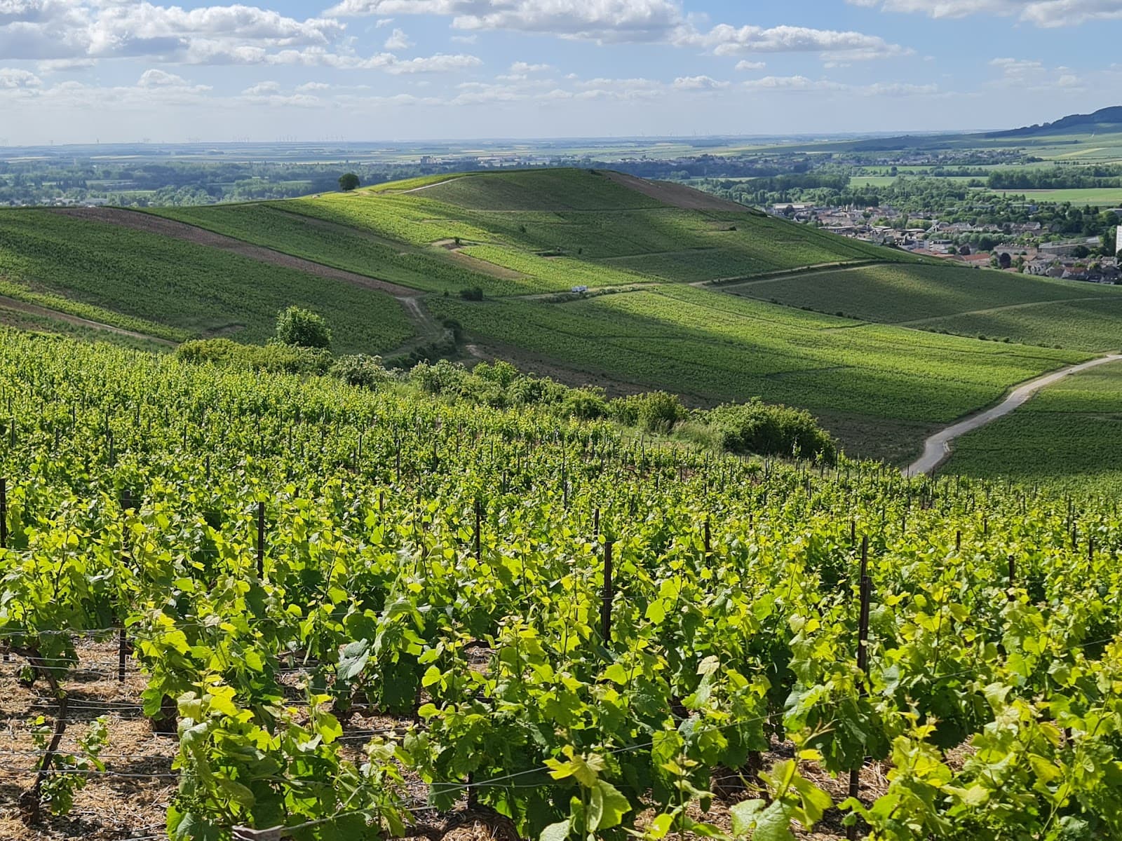 Montagne de Reims Regional Natural Park - Image 1