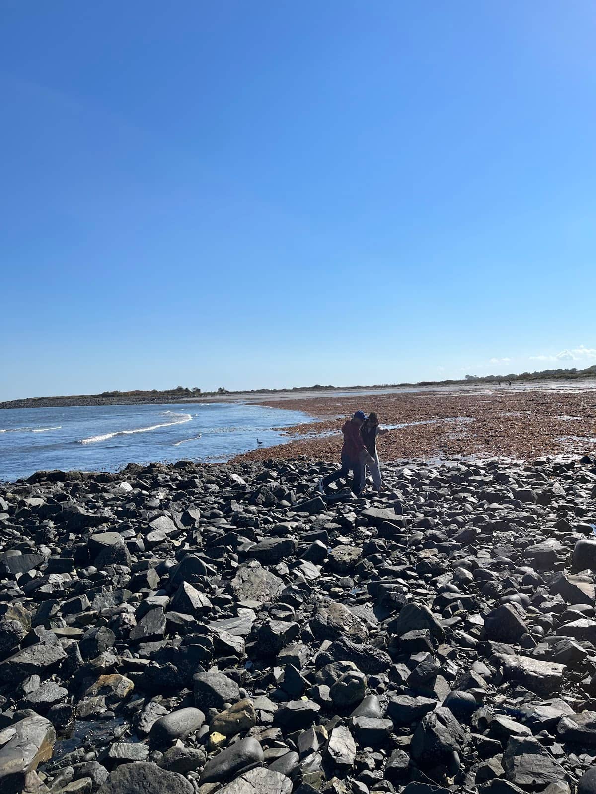 Dog-Friendly Environment