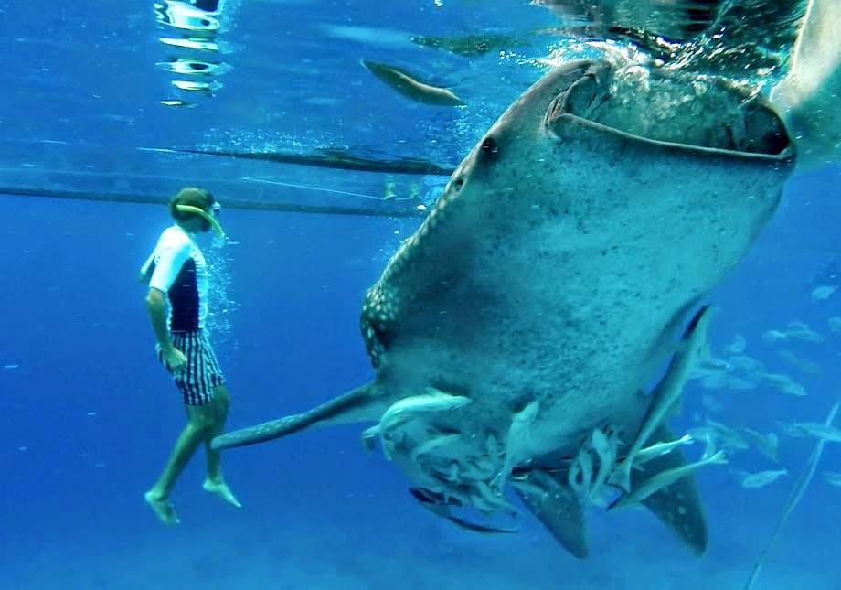 Oslob Whale Sharks - Image 1