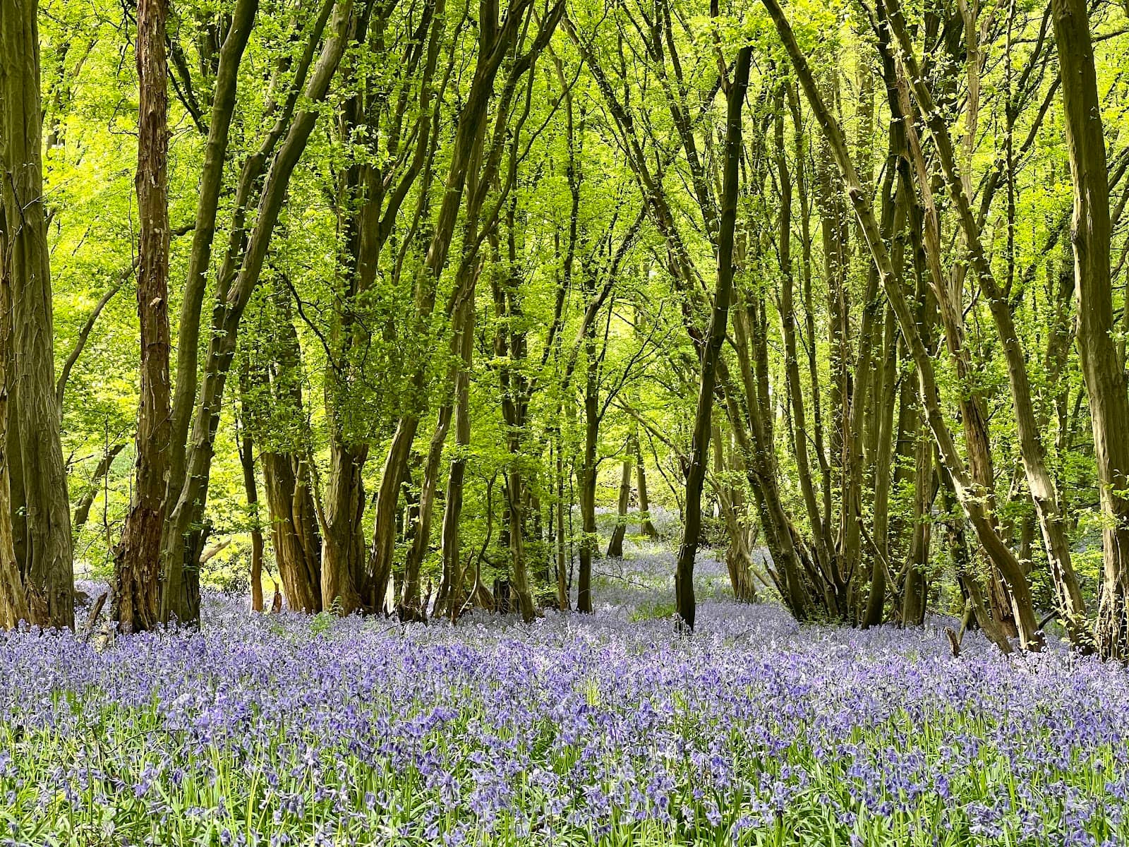 Wildflower Meadows
