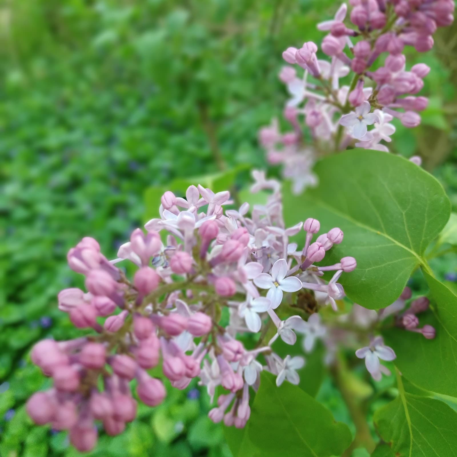 Thornhill Vaughan - Image 1