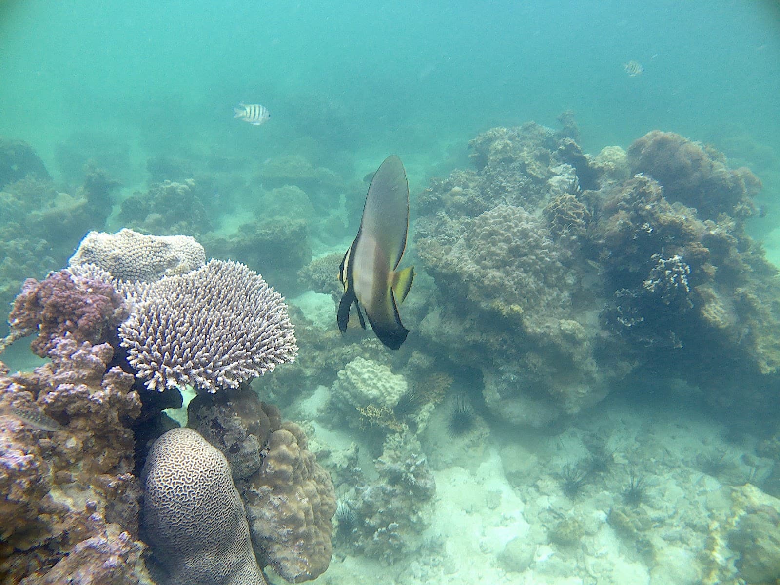 Abang Island - Image 1