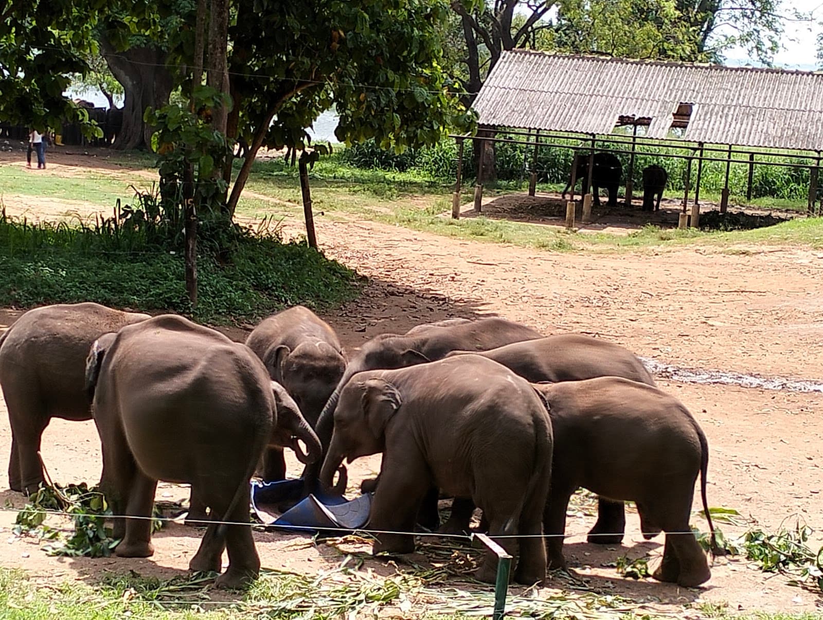 Elephant Transit Home Udawalawe - Image 1