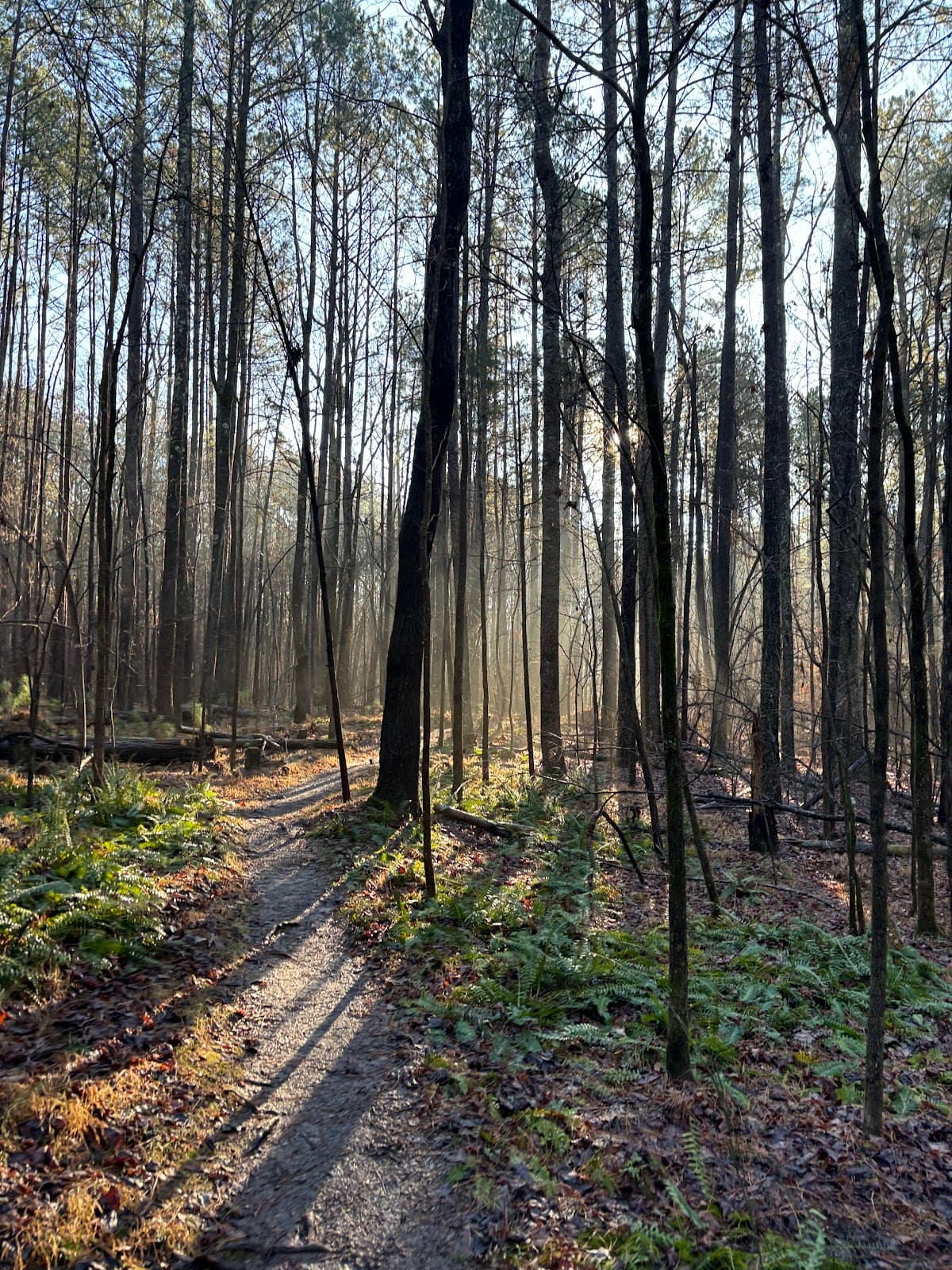 Carolina North Forest - Image 1
