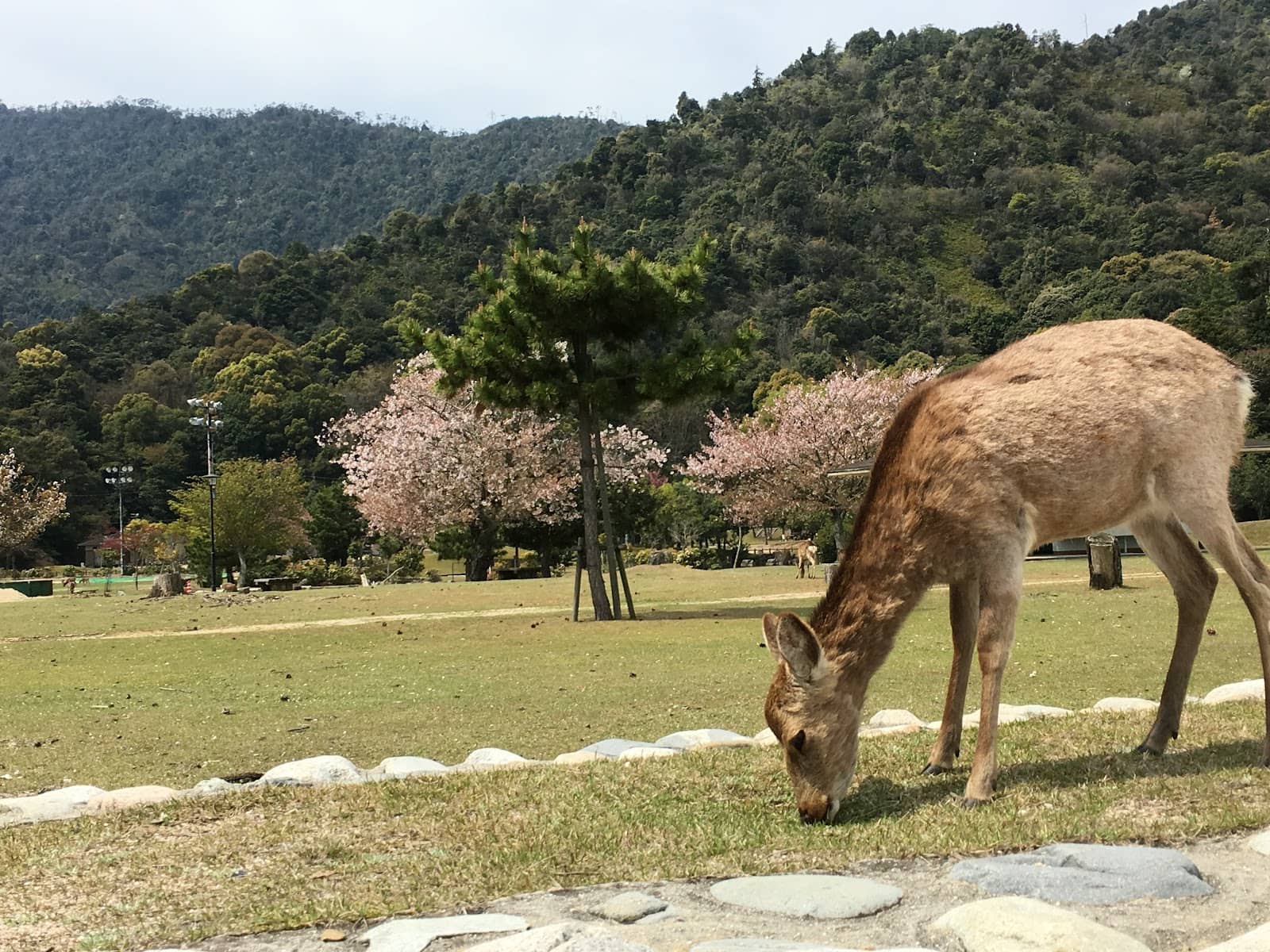 Sika Deer Encounters