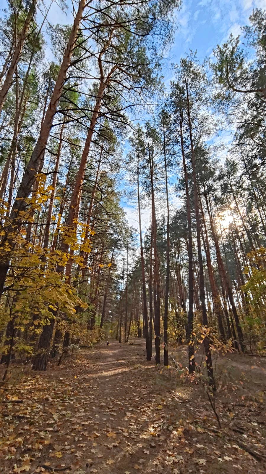 Mizhnarodnyi Tsentr Parku