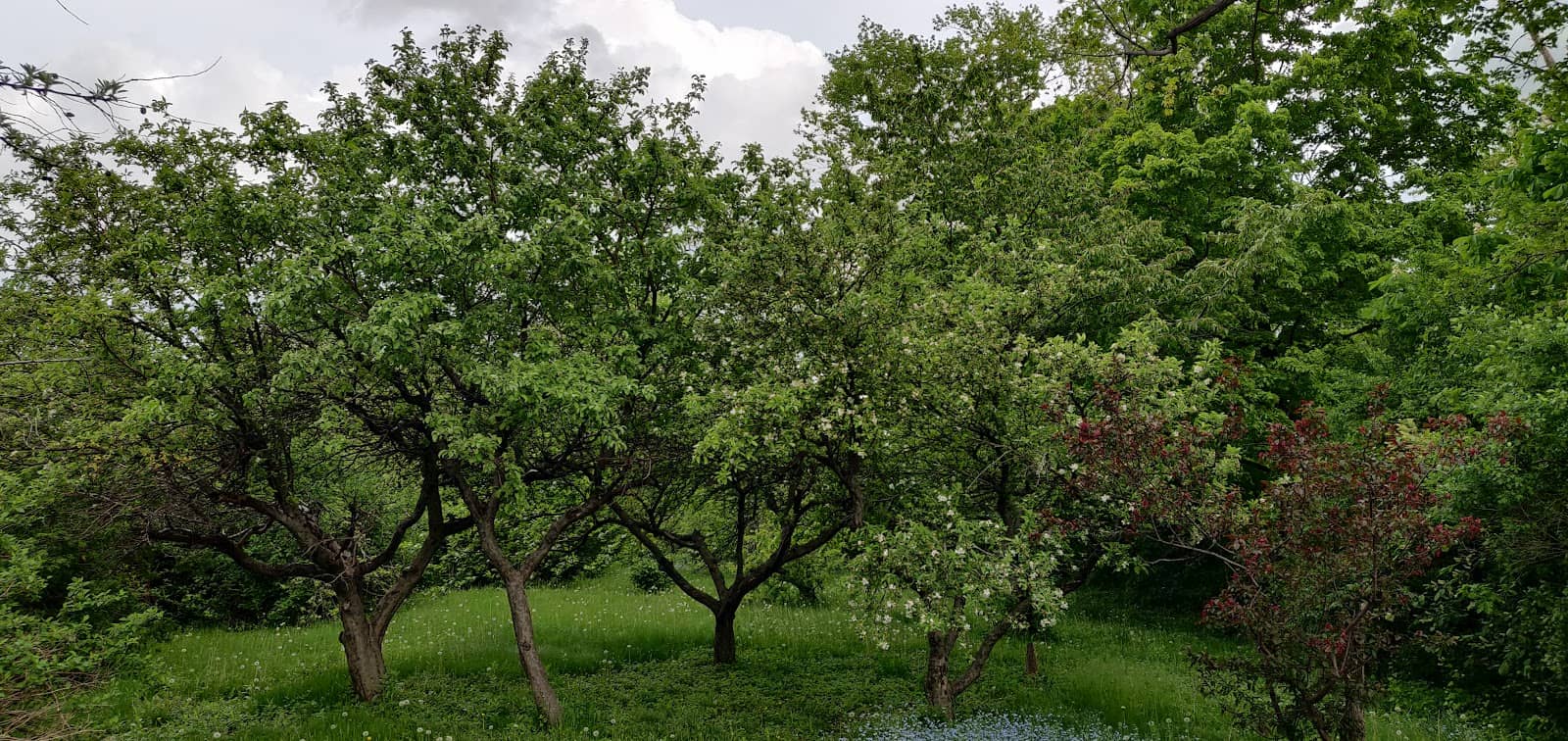 Applewood Heights Secondary School