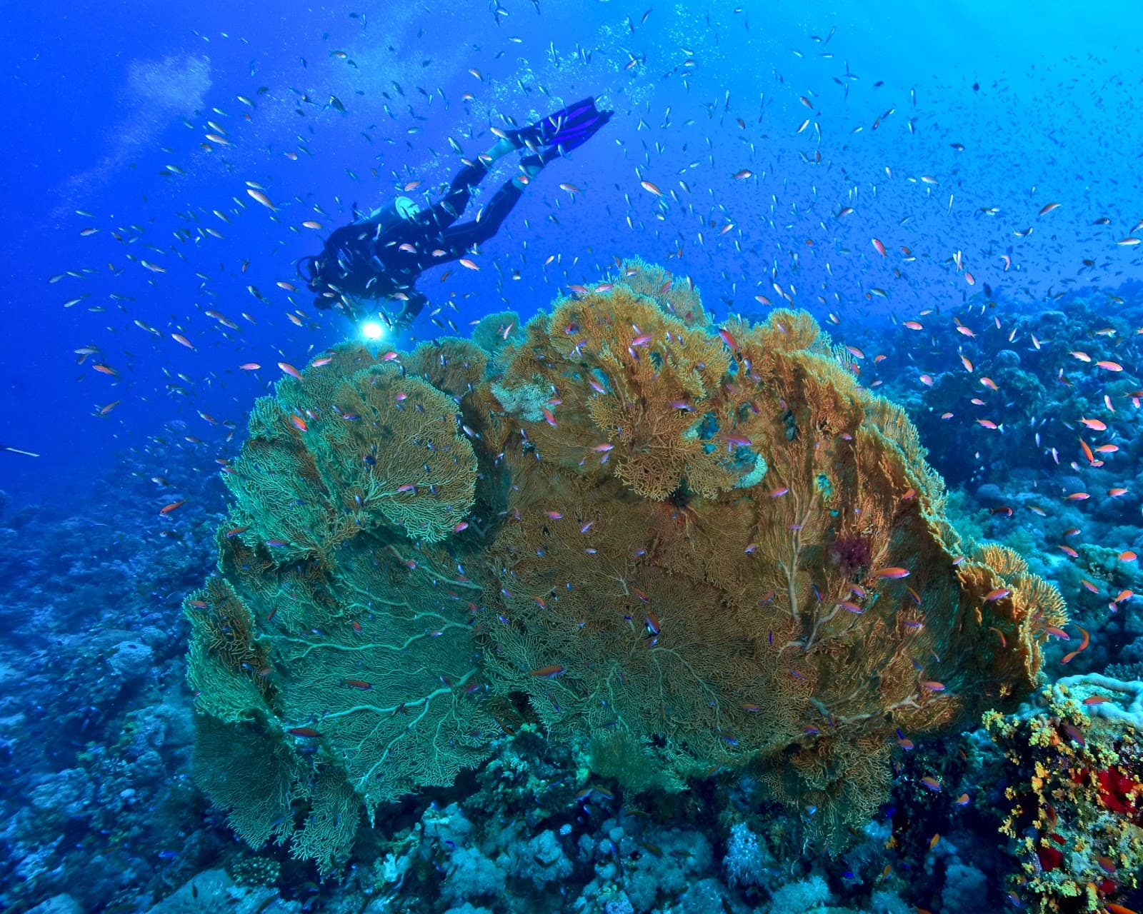 Woodhouse Reef - Image 1