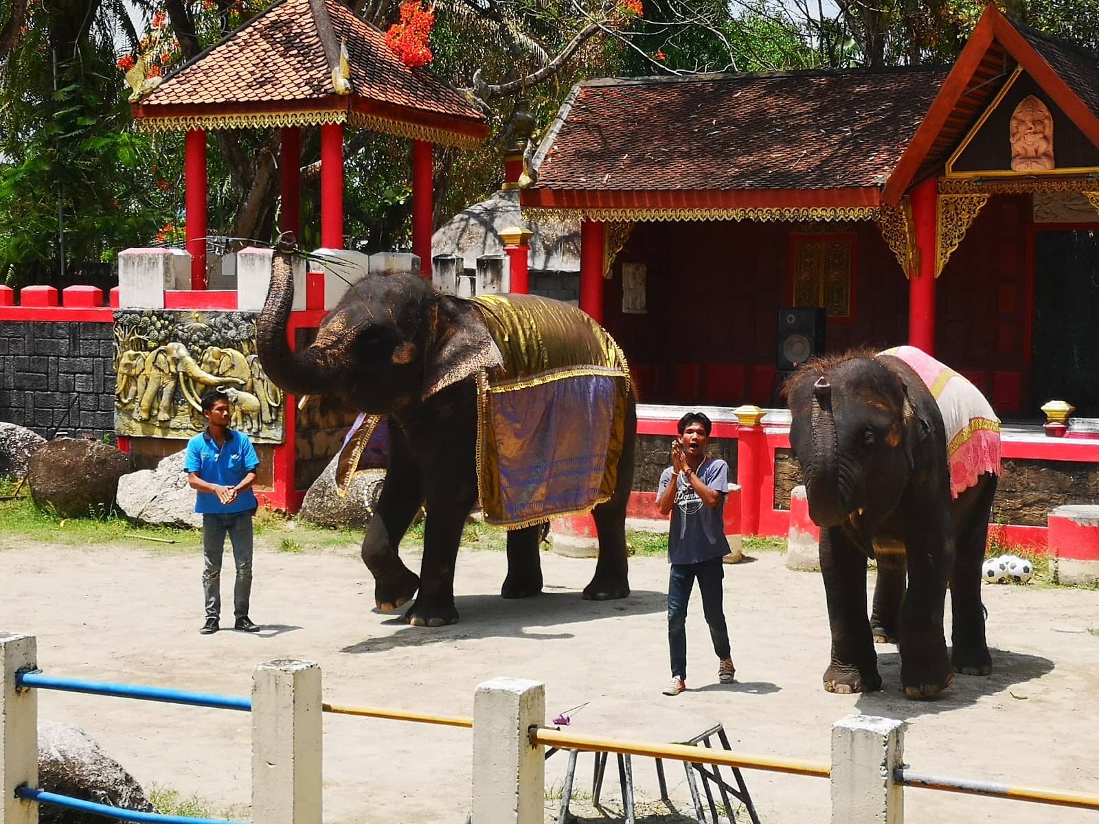 Tiger Photo Opportunity
