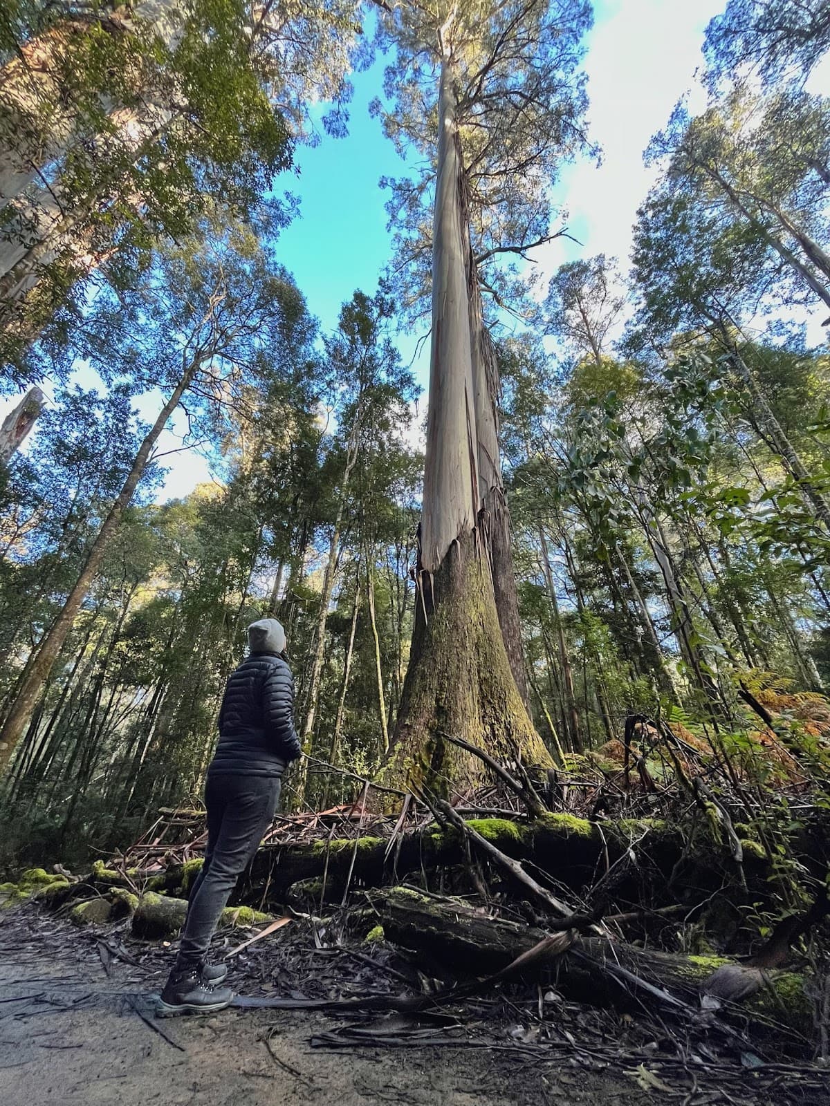 Tall Trees Walk (Mount Field) - Image 1