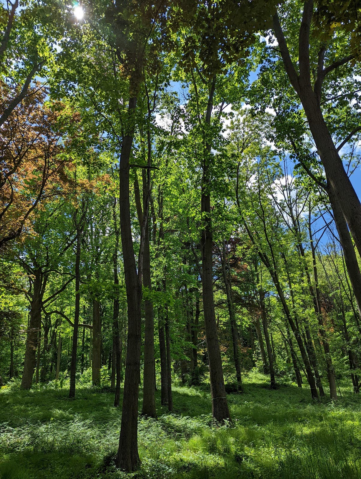 Hadwen Arboretum - Image 1