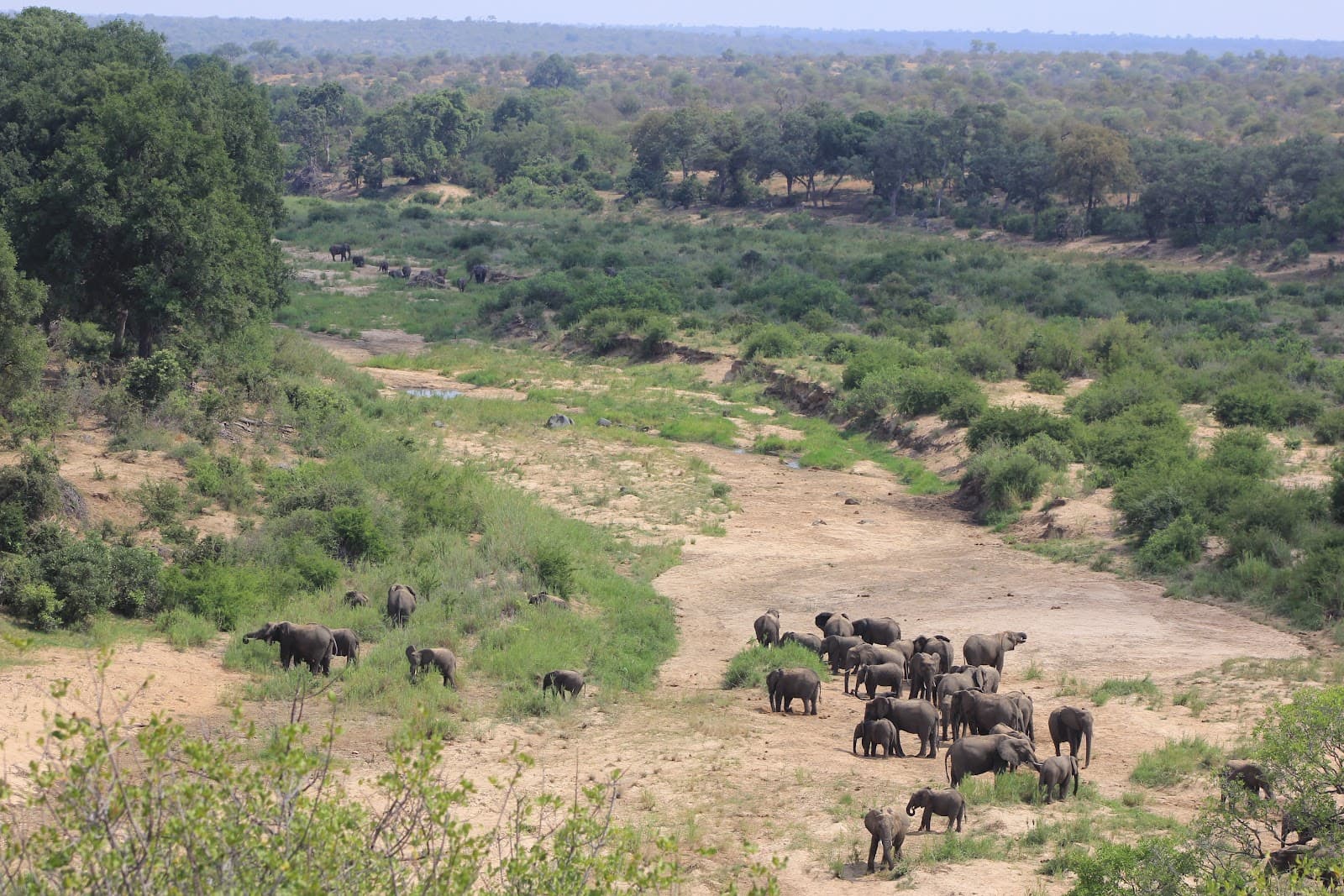 Klaserie Private Nature Reserve - Image 1
