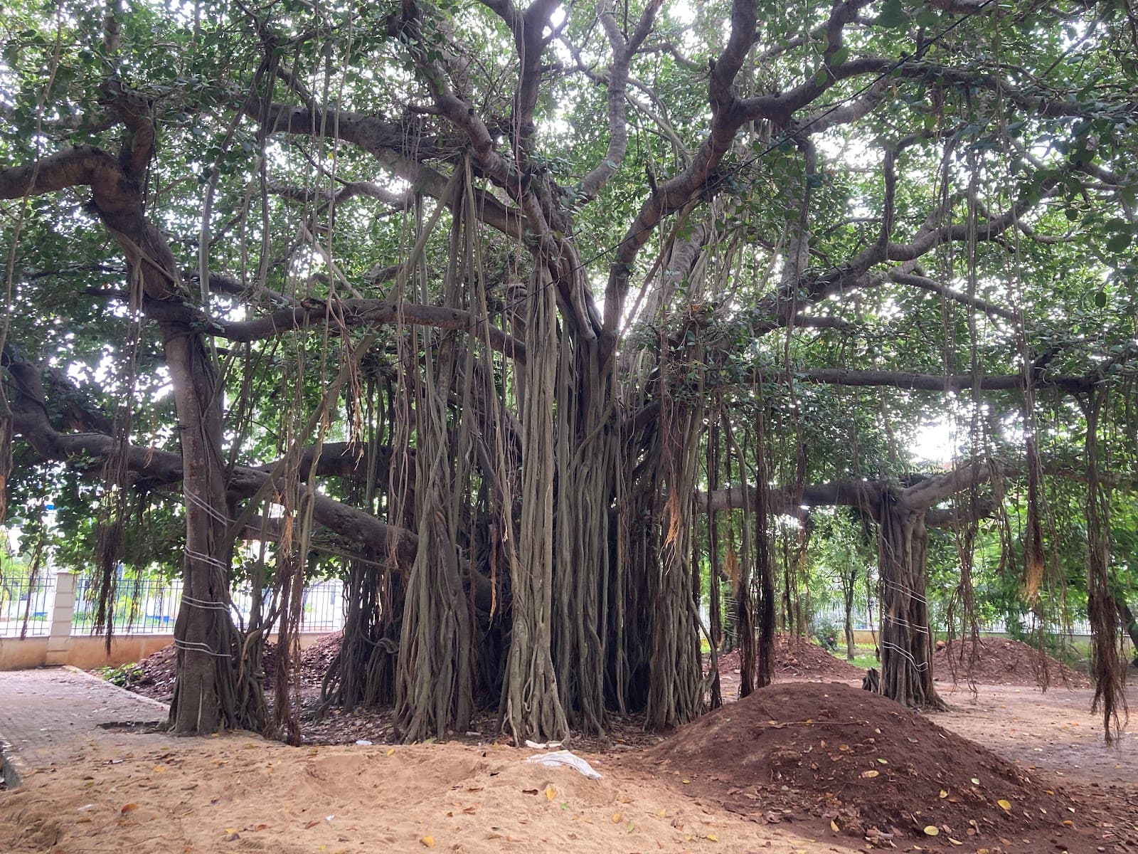 Burhani Gardens - Image 1