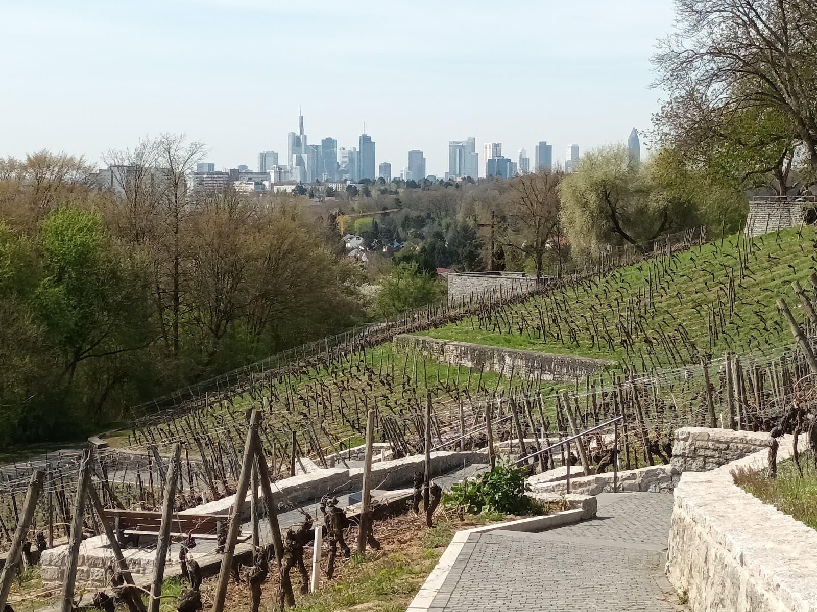 Lohrberg Vineyard & Viewpoint Frankfurt - Image 1