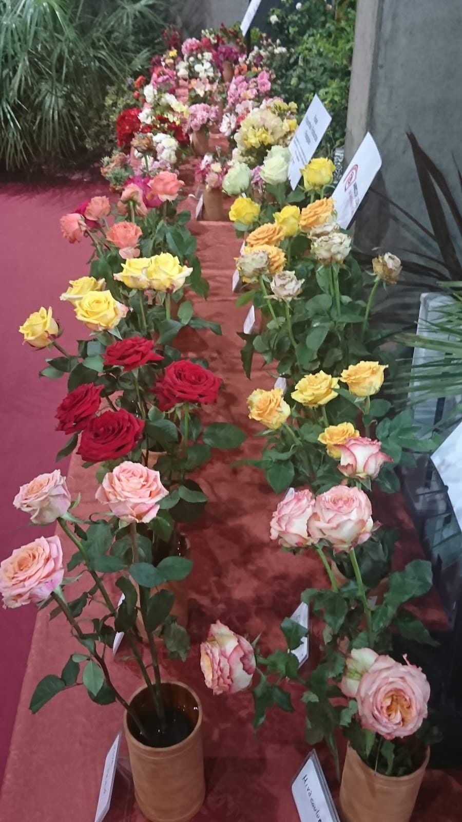 Roses - Image 1