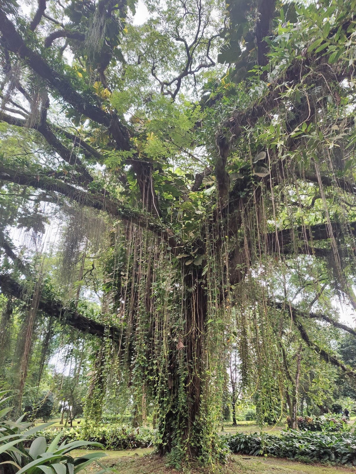 Buea Botanical Garden - Image 1