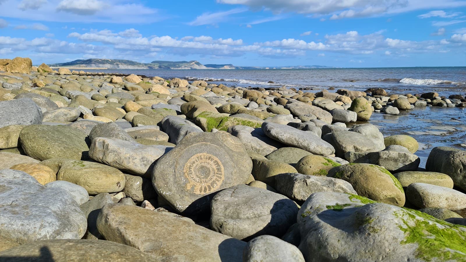 Axmouth to Lyme Regis Undercliffs National Nature Reserve - Image 1