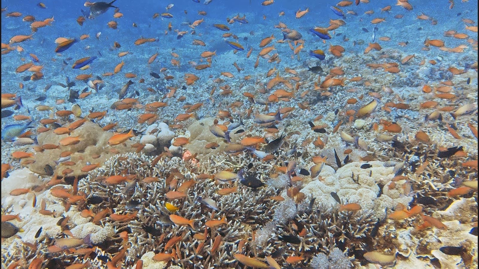 Tatawa Kecil Dive Site - Image 1