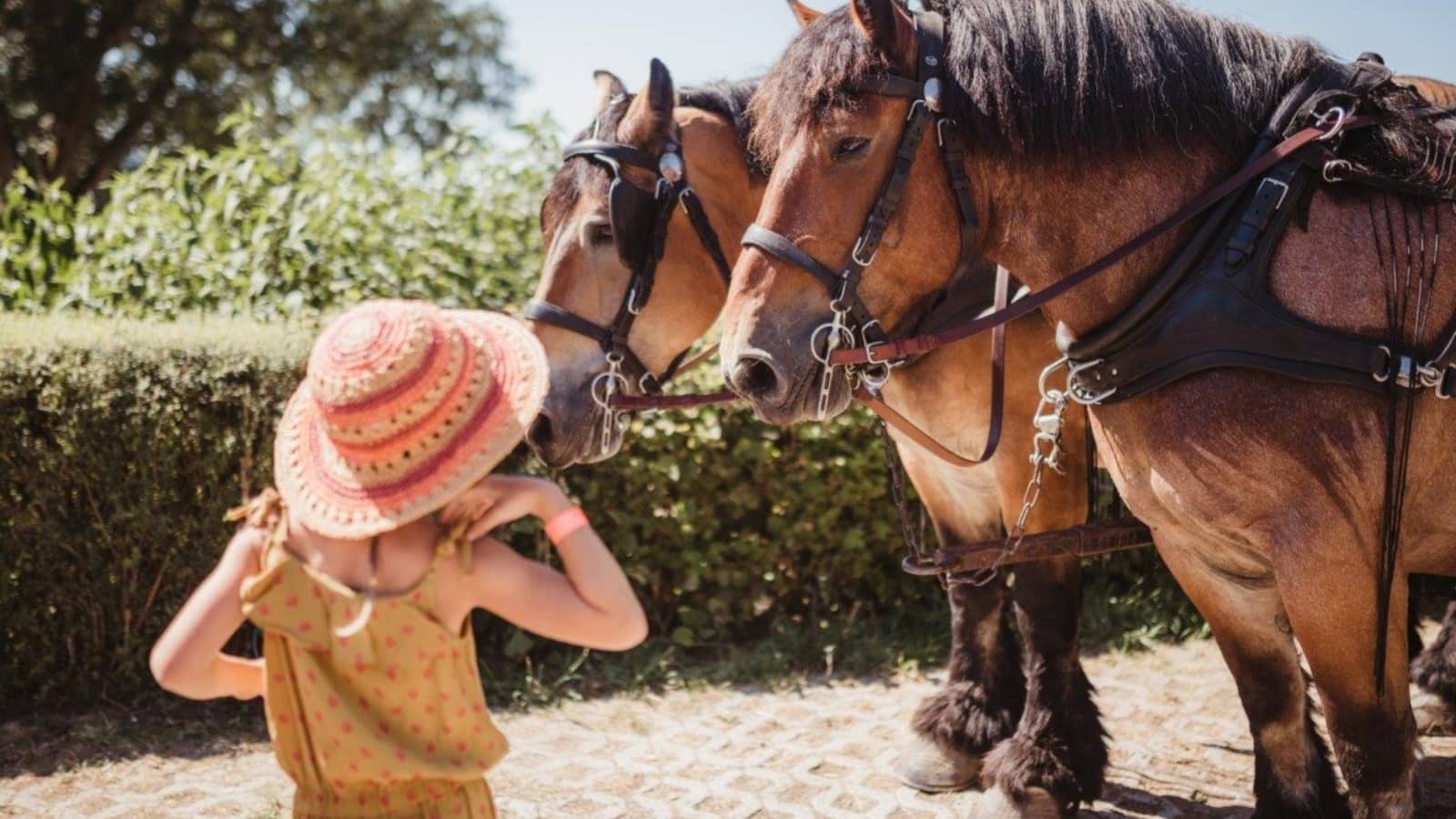 Donkey and Horseback Rides