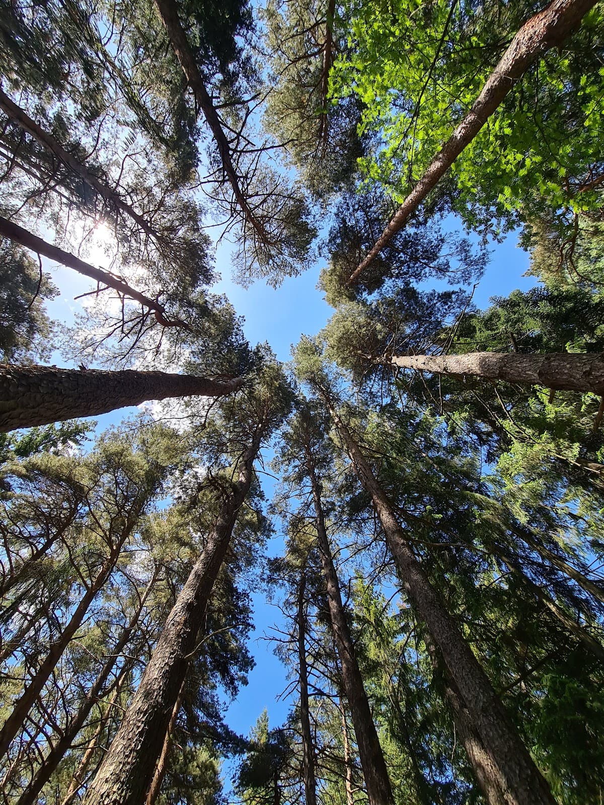 Ijevan Dendropark - Image 1