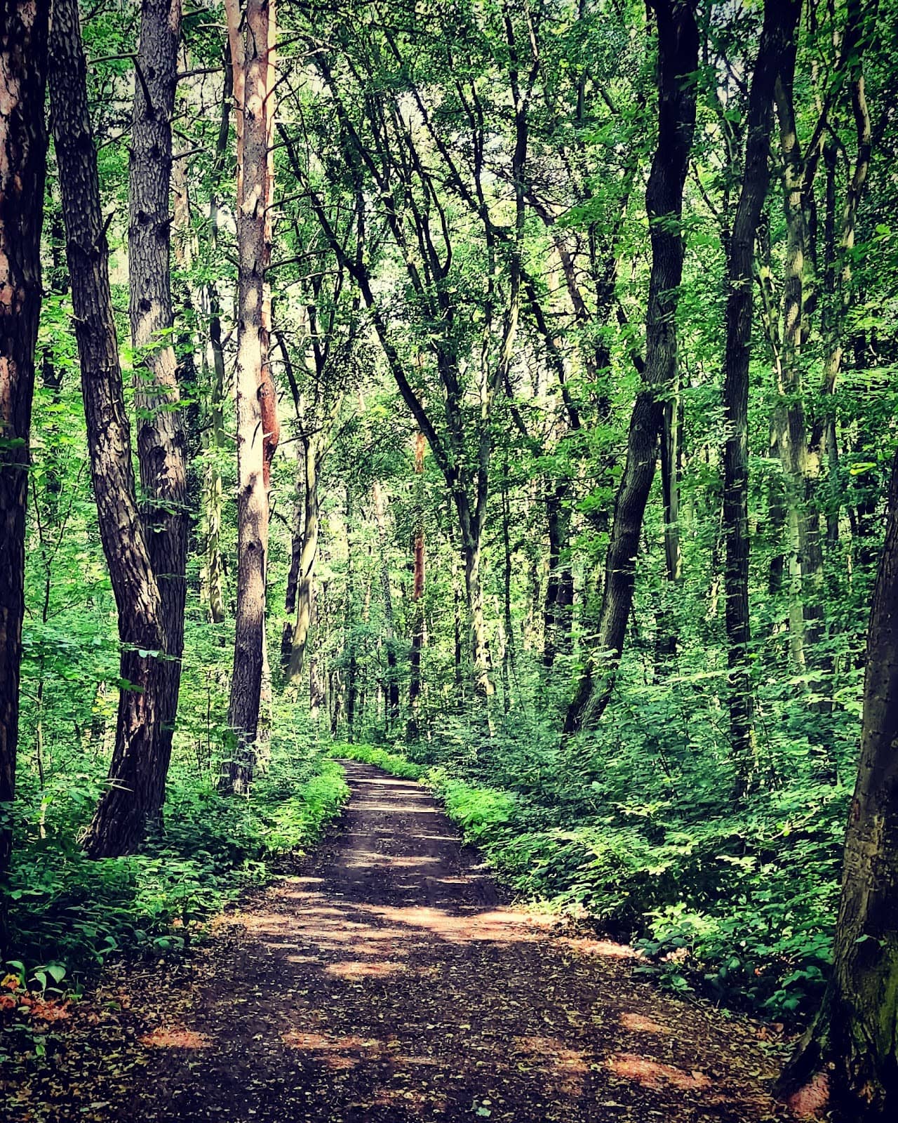 Rolling Hills Trails