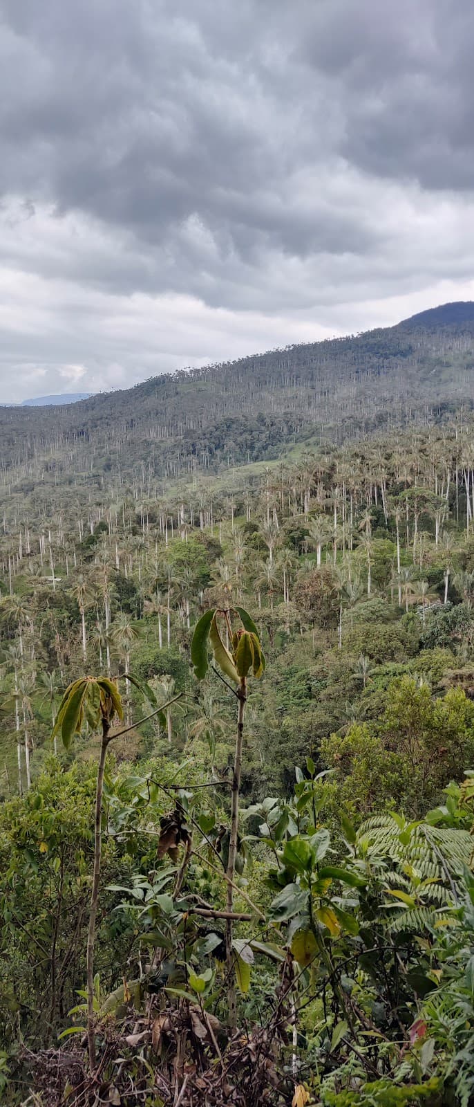 Bosque de Palmeras de Ocol - Image 1