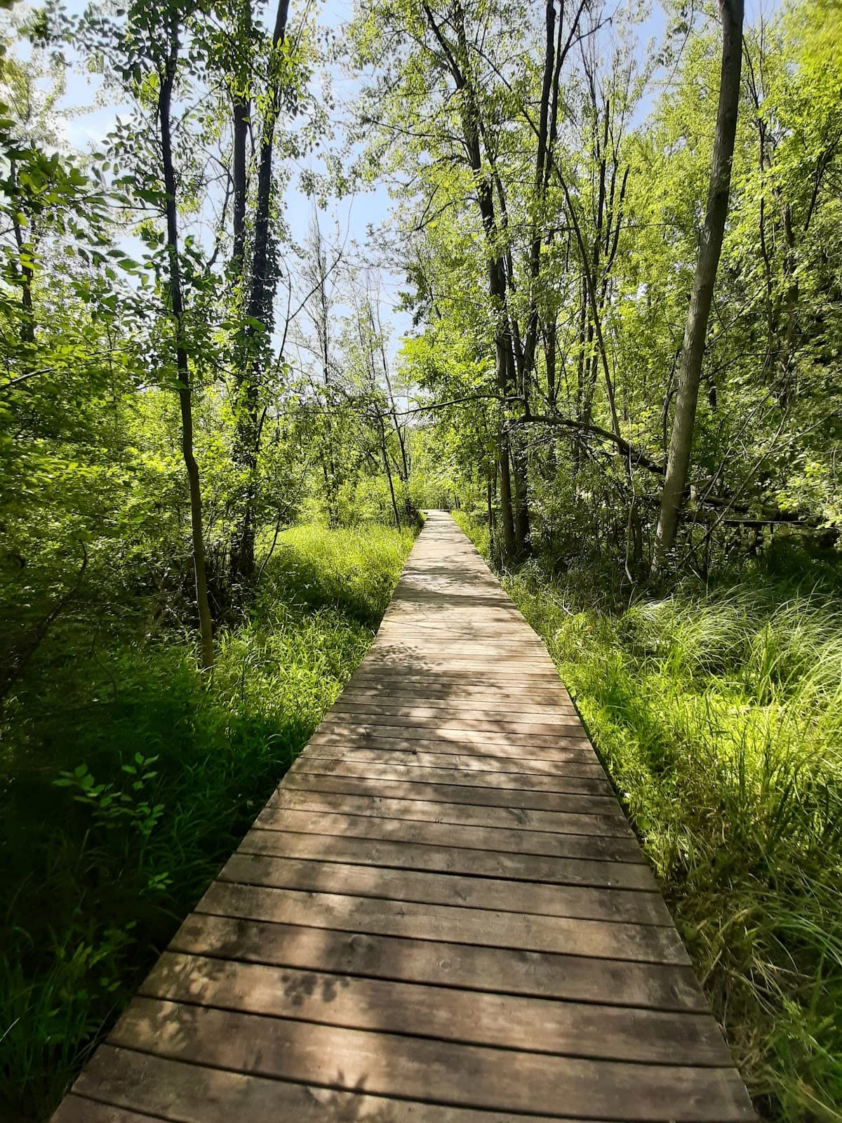 Heckrodt Wetland Reserve - Image 1