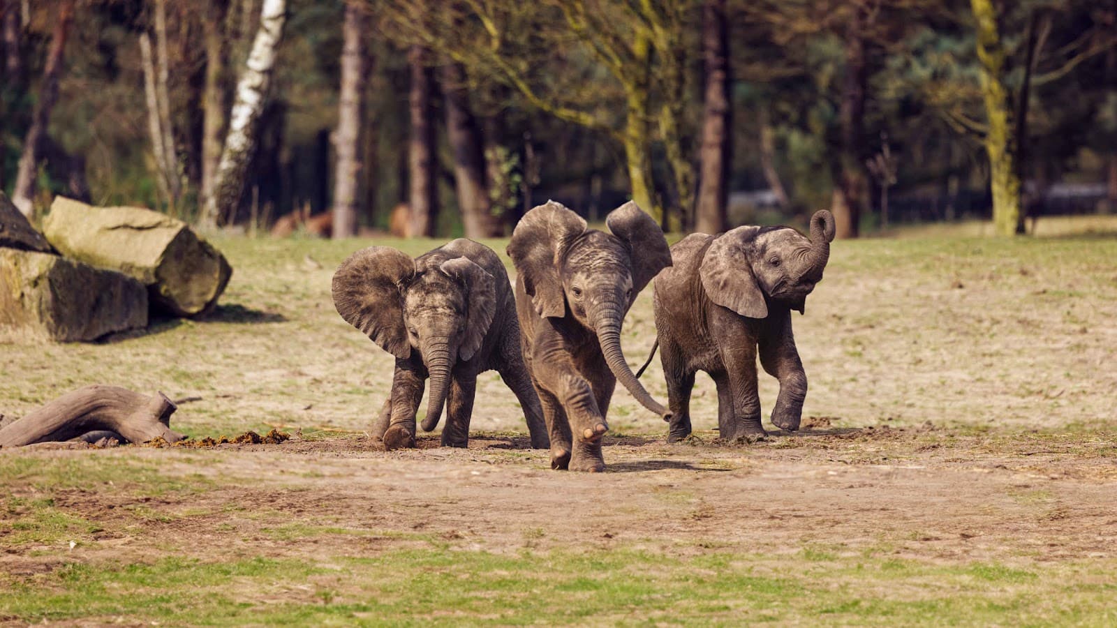 Safaripark Beekse Bergen - Image 1