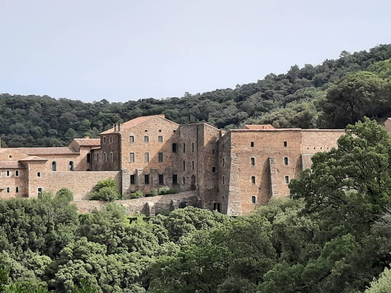 Peaceful Forest Setting