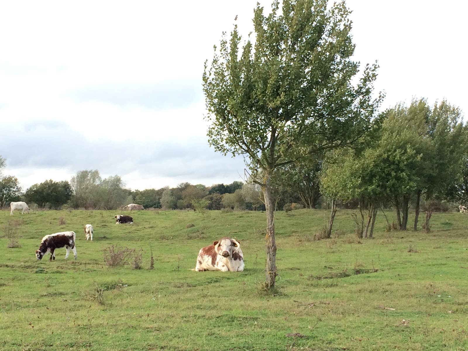 Ellenbrook Fields - Image 1