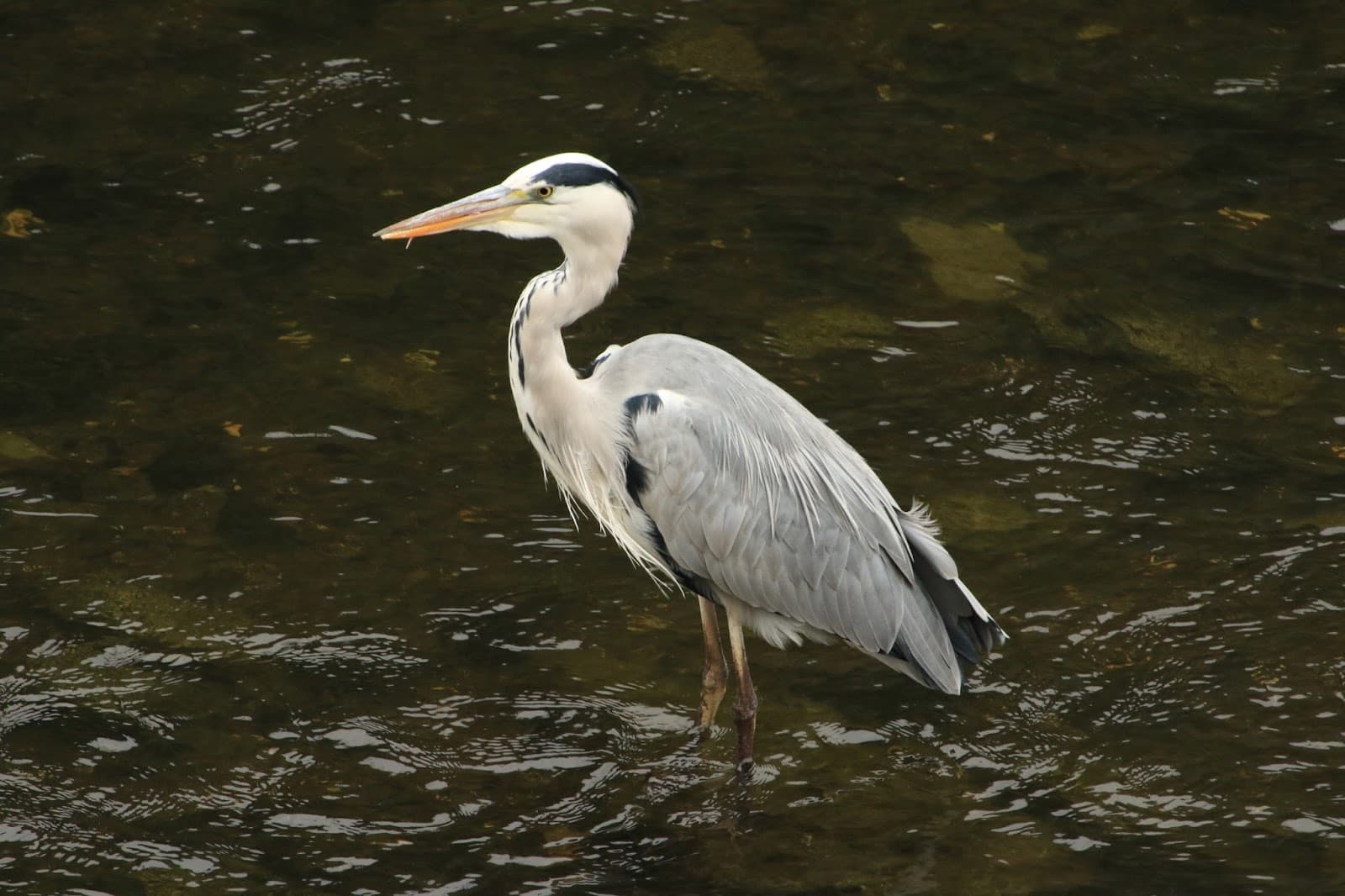 Ofuna Neighborhood - Image 1